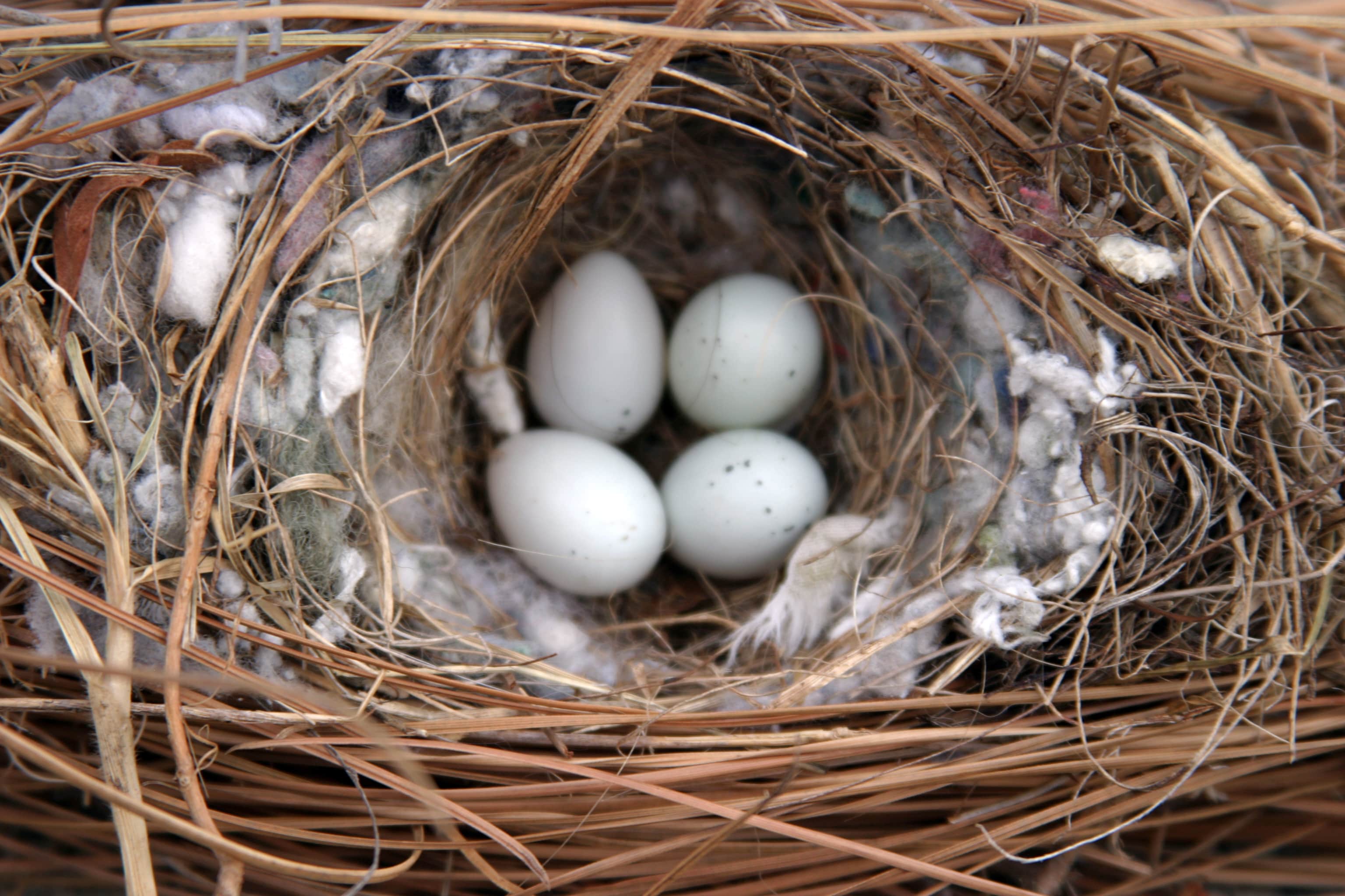 麻雀多长时间产一次卵？麻雀多久生一次蛋？