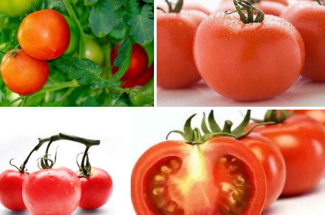 番茄是什么？