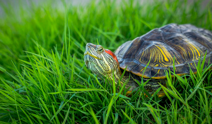 红耳龟是什么？